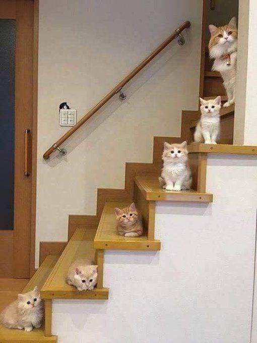 Caturday pic of a cat and all her kittens posed on a staircase