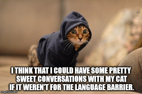 Shower thoughts meme of how cool it would be to have conversations with your cat.