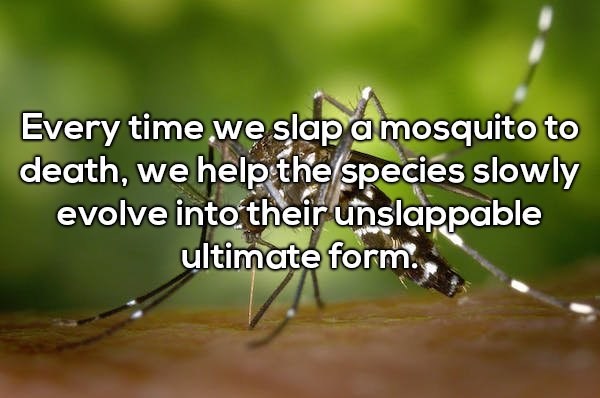 Shower thought about how when we slap mosquitoes to death, we are helping the species slowly evolve into their unslappable form.