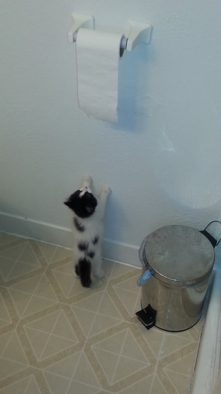 Caturday pic of a small kitten trying to reach a toilet paper roll