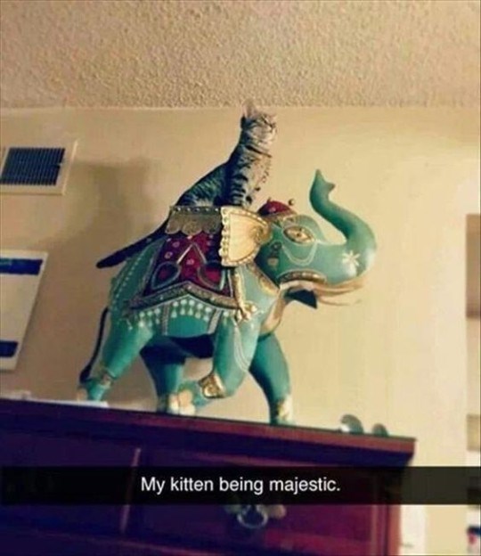 Caturday meme of a cat riding a hindu elephant statue