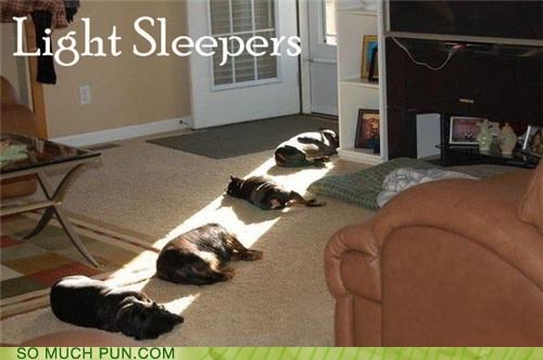 Caturday meme making pun about cats sleeping in the light