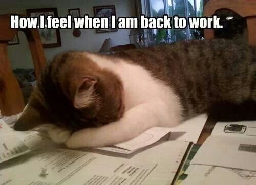 Caturday meme about work with a depressed looking cat