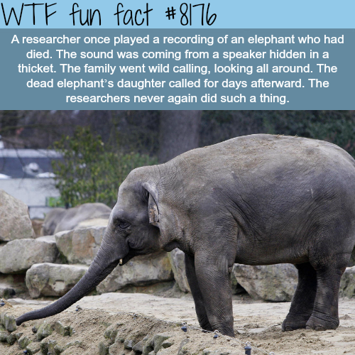 30 Weird and Random Facts