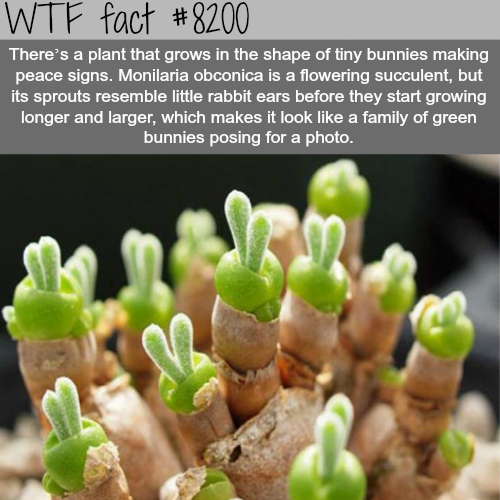 30 Weird and Random Facts