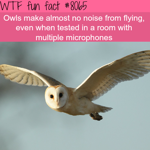 30 Weird and Random Facts