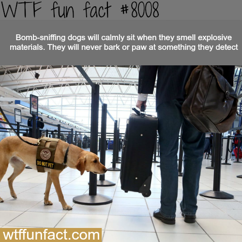 30 Weird and Random Facts