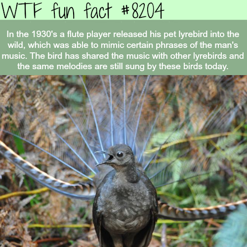 australian journal of ecology 1998 - Wtf fun fact In the 1930's a flute player released his pet lyrebird into the wild, which was able to mimic certain phrases of the man's music. The bird has d the music with other lyrebirds and the same melodies are sti