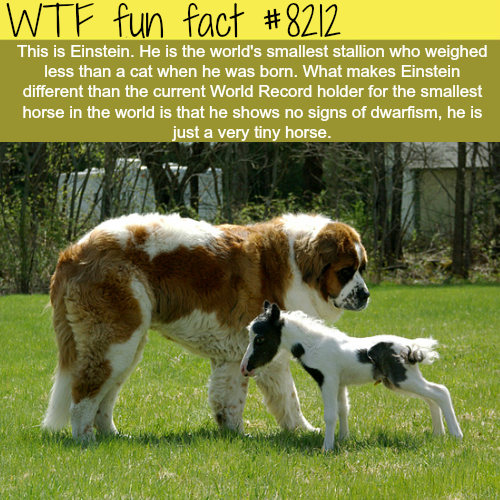 smallest horse in the world - Wtf fun fact This is Einstein. He is the world's smallest stallion who weighed less than a cat when he was born. What makes Einstein different than the current World Record holder for the smallest horse in the world is that h