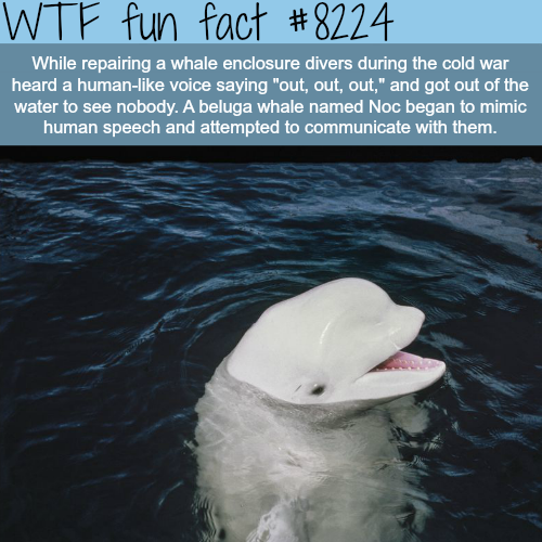 beluga whale fun facts - Wtf fun fact While repairing a whale enclosure divers during the cold war heard a human voice saying "out, out, out," and got out of the water to see nobody. A beluga whale named Noc began to mimic human speech and attempted to co
