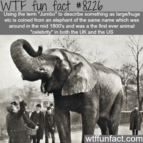 jumbo elephant - Wtf fun fact Using the term "Jumbo" to describe something as largehuge etc is coined from an elephant of the same name which was around in the mid 1800's and was a the first ever animal "celebrity" in both the Uk and the Us wtffunfact.com