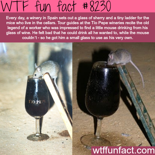 gonzalez byass - Wtf fun fact Every day, a winery in Spain sets out a glass of sherry and a tiny ladder for the mice who live in the cellars. Tour guides at the To Pepe wineries recite the old legend of a worker who was impressed to find a little mouse dr