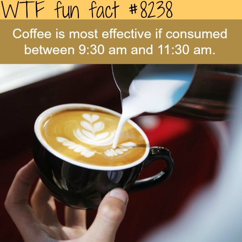 wtf fun fact coffee - Wtf fun fact Coffee is most effective if consumed between and .