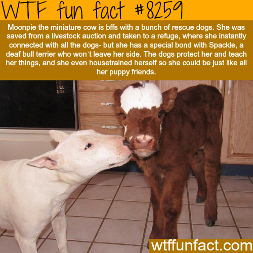 bull terrier and cow - Wtf fun fact Moonpie the miniature cow is bffs with a bunch of rescue dogs. She was saved from a livestock auction and taken to a refuge, where she instantly connected with all the dogs but she has a special bond with Spackle, a dea