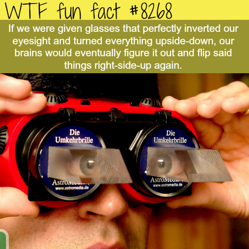 wtf fun facts christmas - Wtf fun fact If we were given glasses that perfectly inverted our eyesight and turned everything upsidedown, our brains would eventually figure it out and flip said things rightsideup again. Die Tu Umkehrbrille Die Umkehrbrille A
