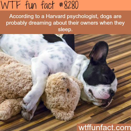 Wtf fun fact According to a Harvard psychologist, dogs are probably dreaming about their owners when they sleep. wtffunfact.com
