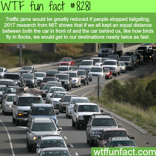 traffic jam - Wtf fun fact Traffic jams would be greatly reduced if people stopped tailgating. 2017 research from Mit shows that if we all kept an equal distance between both the car in front of and the car behind us, how birds fly in flocks, we would get
