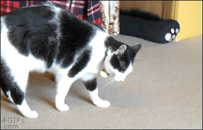 Caturday gif of a cat doing a front roll