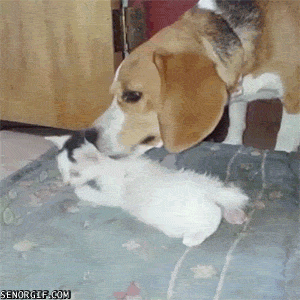 Caturday gif of a dog grooming a kitten