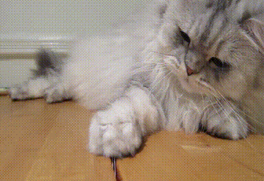 Caturday gif of a cat pulling paper out of cracks in the floor