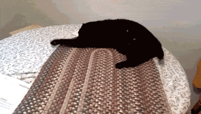 Caturday gif of a cat rolling off a table and taking the tablecloth with it
