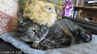 Caturday gif of a chicken sitting on a grumpy cat's head