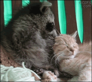 Caturday gif of a raccoon and a cat playing