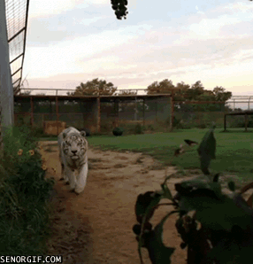 Caturday gif of a white tiger approaching