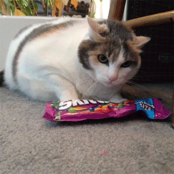 Caturday gif of a cat protecting its skittles