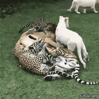 Caturday gif of big cats playing together in a pile