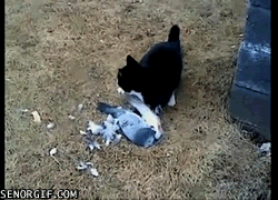 Caturday gif of a cat trying to eat a pigeon playing dead