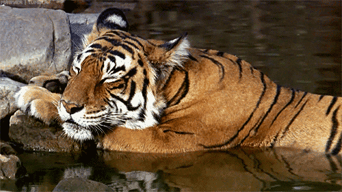 Caturday gif of a tiger sleeping in water