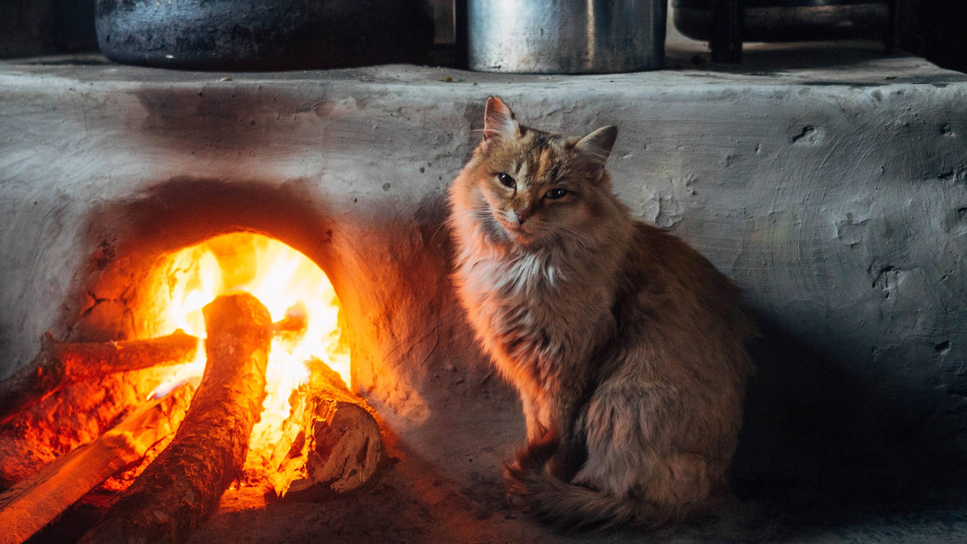 Caturday pic of a cat warming itself by a wood fired oven