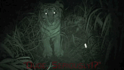 Caturday gif of a tiger caught in a night vision camera