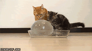 Caturday gif of cats licking a ball of ice