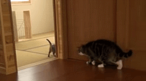 Caturday gif of a cat scaring a kitten
