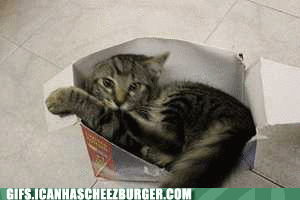 Caturday gif of a cat playing with its tail inside a box