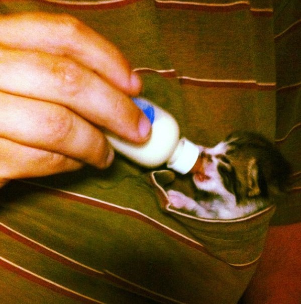 Caturday pic of a kitten being bottle fed inside a pocket