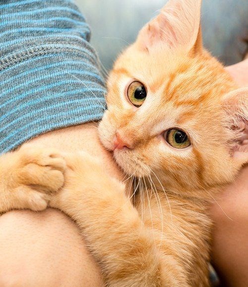 Caturday pic of a cat hugging a person's arm