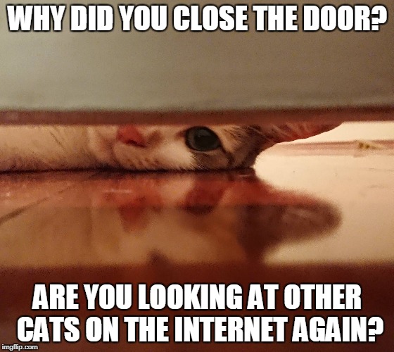 Caturday meme of a cat peeking under the door