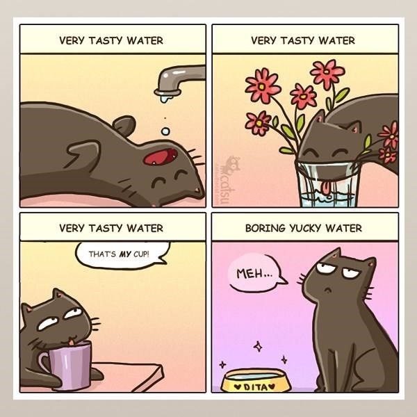 Caturday comic about cats not drinking from their bowls