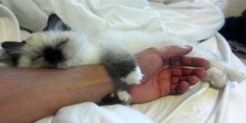 Caturday pic of a cat sleeping while snuggling a person's arm