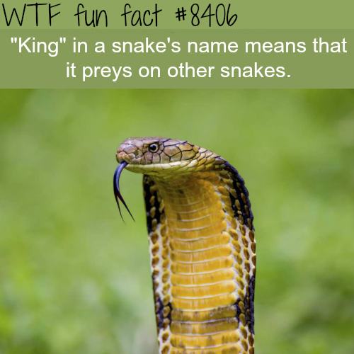 18 weird and random animal facts