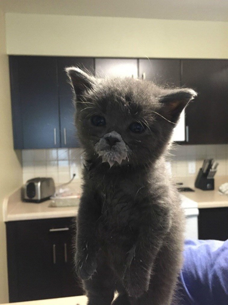 Caturday pic of a tiny kitten with milk around its mouth