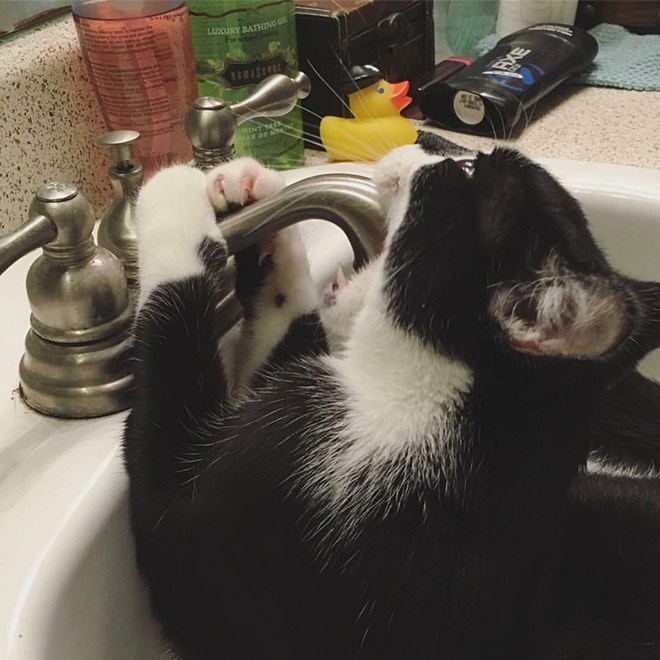 Caturday pic of a cat with its mouth open wide drinking from a faucet