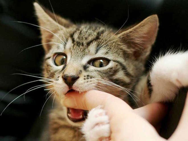 Caturday pic of a cat playfully biting a person's thumb