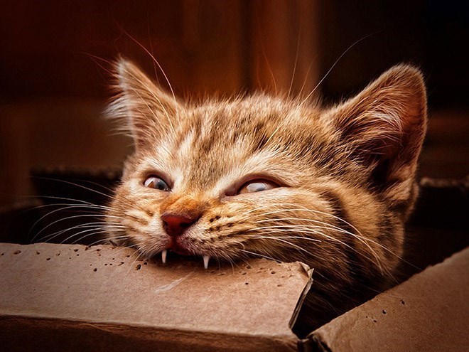Caturday pic of a cat biting into a cardboard already covered in teeth marks