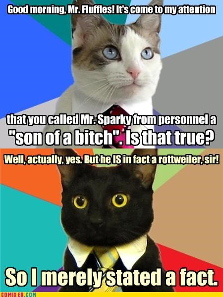 Caturday business cat meme about getting called in to hr