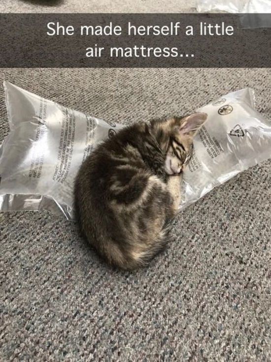 Caturday meme of a cat sleeping on air bags