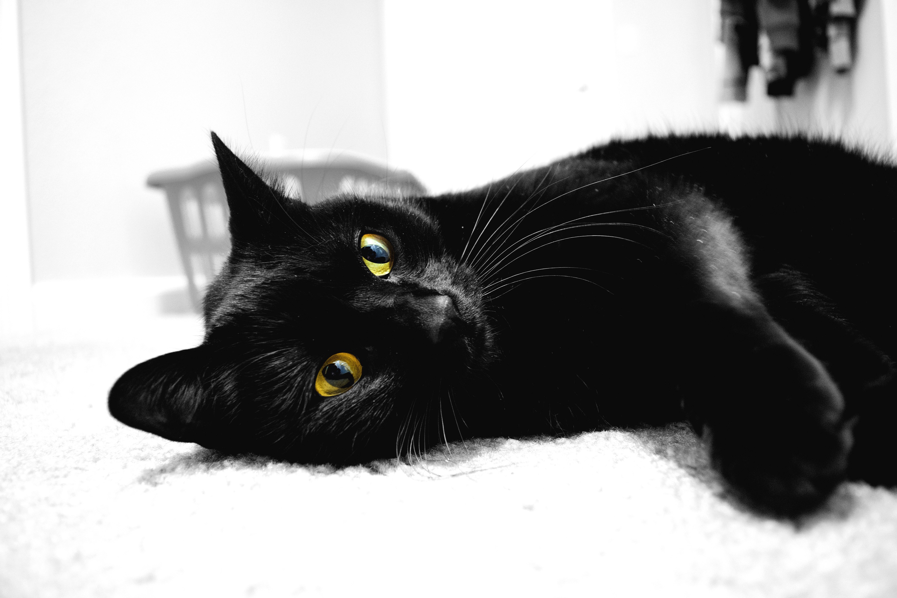 Caturday pic of a black cat with yellow eyes